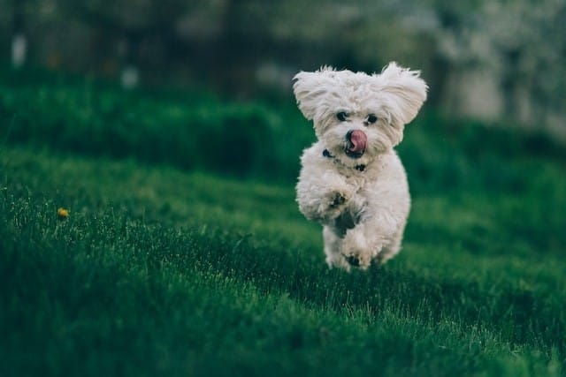 terrier-running-long-grass
